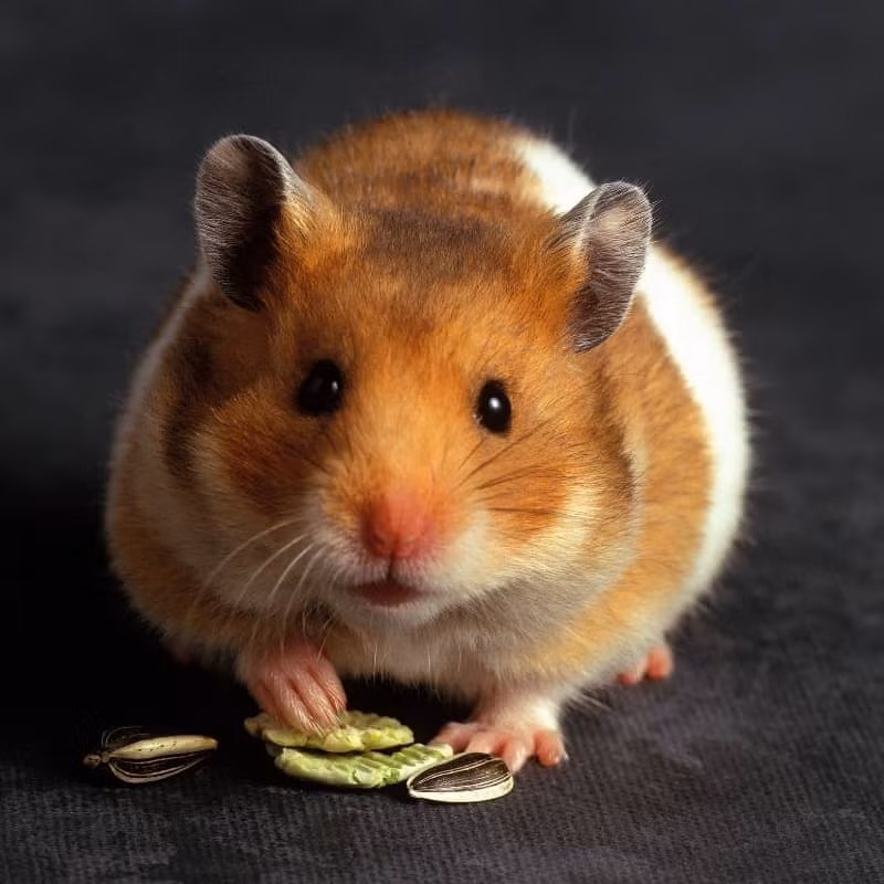 Sau khi "ôm" hai túi má nặng trịch về "nhà", chúng sẽ cất vào "phòng tích trữ" để dành nhấm nháp dần.