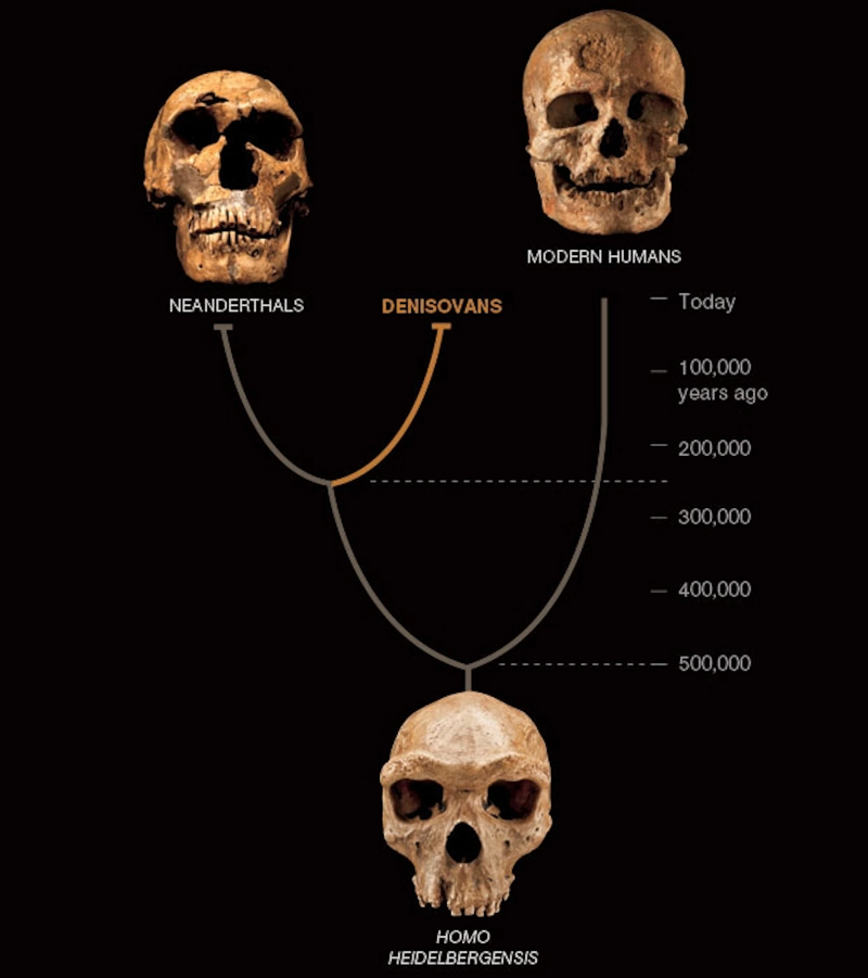 Người Denisovans được cho là có mức tiến hóa không kém cạnh mấy so với Homo sapiens chúng ta, và đã từng hôn phối dị chủng với tổ tiên chúng ta ở nhiều nơi trên thế giới.
