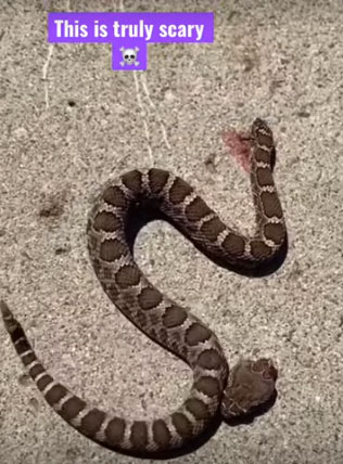 Khi một con rắn hổ mang hay một loài rắn độc bị chặt đầu, chúng ta không nên dùng tay không cầm vào phần đầu rắn. "Vì rắn là loài nổi tiếng với khả năng duy trì phản xạ sau khi chết", theo Steven Beaupré, giáo sư sinh học tại Đại học Arkansas (Mỹ).