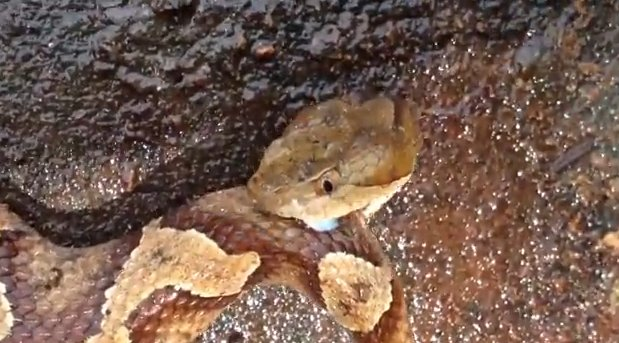 Khi dây thần kinh của rắn độc được kích thích, các đường vận chuyển trong dây thần kinh sẽ mở ra để các ion đi qua. Điều này tạo ra xung điện khiến các phần cơ thực hiện hành động phản xạ như cắn hay ngọ nguậy, theo giáo sư Beaupré.