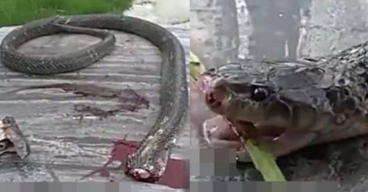 Phản xạ cắn ở rắn độc mạnh hơn một số loài ăn thịt khác vì chúng sử dụng nhát cắn theo cách khác biệt. Ví dụ: hổ giết con mồi bằng cách cắn nhiều lần vào con mồi rồi giữ chặt. Nhưng với rắn độc, chúng chỉ dùng một nhát cắn trong thời gian rất nhanh.