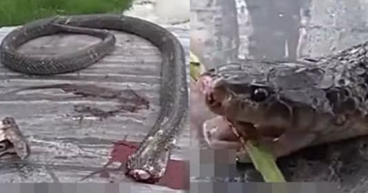 Phản xạ cắn ở rắn độc mạnh hơn một số loài ăn thịt khác vì chúng sử dụng nhát cắn theo cách khác biệt. Ví dụ: hổ giết con mồi bằng cách cắn nhiều lần vào con mồi rồi giữ chặt. Nhưng với rắn độc, chúng chỉ dùng một nhát cắn trong thời gian rất nhanh.