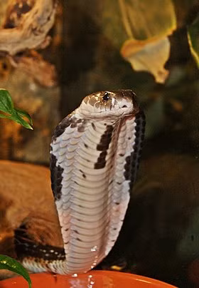 Trên thực tế, đã có không ít trường hợp rắn độc sau bị chặt đứt đầu vẫn cắn chết người, nhất là với những ai chủ quan chạm vào đầu rắn vì tưởng rằng con vật đã chết. Chẳng hạn như vào năm 2018, một đầu bếp họ Bàng sống tại thành phố Phật Sơn (tỉnh Quảng Đông, Trung Quốc) đã chặt đầu một con rắn hổ mang Đông Dương để chế biến món ăn.