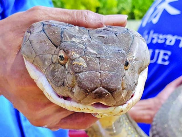 Theo David Penning, phó giáo sư sinh học tại Đại học Missouri (Mỹ), loài rắn nói chung và rắn độc nói riêng là các sinh vật máu lạnh, nghĩa là chúng nhận nhiệt từ các nguồn bên ngoài như ánh nắng mặt trời và các bề mặt có nhiệt độ cao.