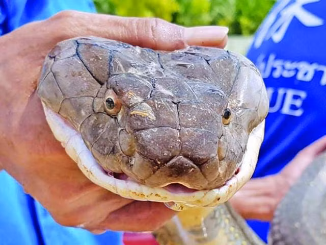 Theo David Penning, phó giáo sư sinh học tại Đại học Missouri (Mỹ), loài rắn nói chung và rắn độc nói riêng là các sinh vật máu lạnh, nghĩa là chúng nhận nhiệt từ các nguồn bên ngoài như ánh nắng mặt trời và các bề mặt có nhiệt độ cao.