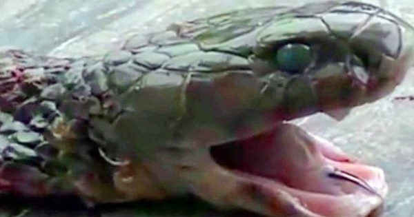 Trong lúc cầm chiếc đầu để bỏ vào thùng rác, Bàng bất ngờ bị đầu rắn cắn trúng tay. Chủ quan vì nghĩ rằng con rắn đã chết nên vết cắn không nguy hiểm, Bàng không đến bệnh viện nên đã tử vong không lâu sau đó. Được biết, con rắn đã bị chặt đầu từ trước đó 20 phút.