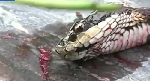 Con rắn có thể không tự nhận thức được rằng nó không còn phần thân nữa. Thay vào đó, nó có thể chỉ cảm thấy đau đớn do vết chặt và sau đó cố tự vệ theo bản năng, vị phó giáo sư sinh học tại Đại học Missouri cho hay.