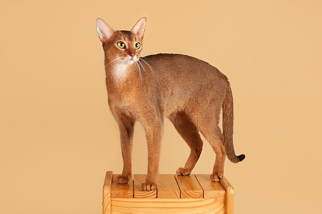 Mèo Abyssinian rất thích được chủ vuốt ve khi nằm trong lòng. Chúng có thể sống hòa thuận với các động vật khác.