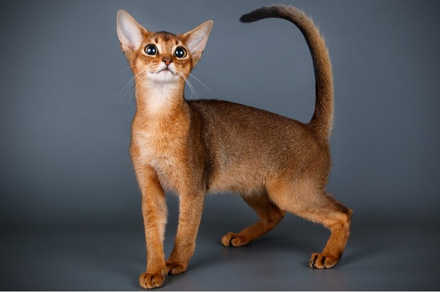 Mèo Abyssinian được xem là chú mèo sở hữu một khí chất vượt trội, cực kỳ thông minh. Nhiều người nói rằng chúng có khả năng cao siêu, đọc được suy nghĩ, mong muốn của chủ nhân.