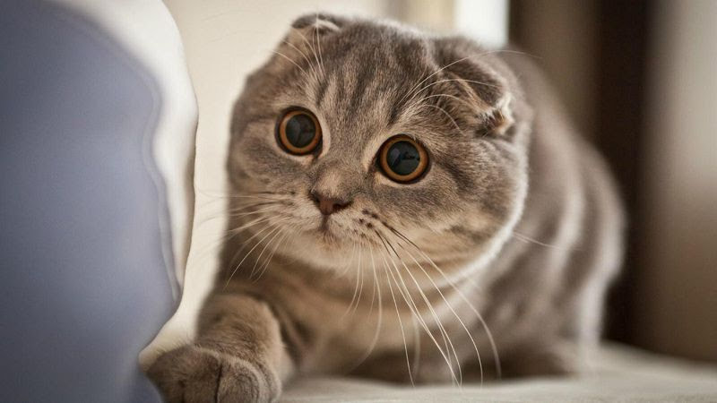  2. Mèo tai cụp Scottish Fold: Như tên gọi của mình, mèo thông minh Scottish Fold có nguồn gốc từ đất nước Scotland. Chúng rất nổi tiếng và được ưa thích dựa vào đôi mắt vàng hổ phách cực nổi bật trên bộ lông xám tro, thân hình mũm mĩm và đôi tai cụp cực dễ thương.