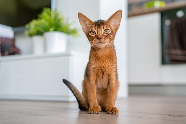  1. Abyssinian lông ngắn: Có thể trong danh sách những chú mèo thông minh nhất hành tinh thì không thể bỏ qua cái tên Abyssinian.