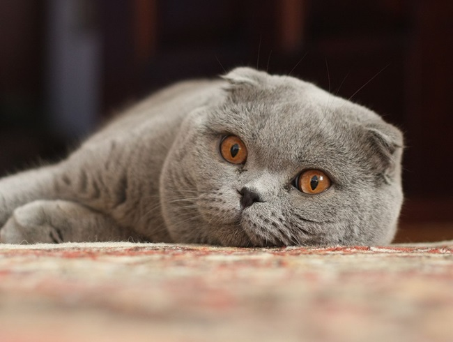 Bên cạnh đó, giống mèo lông ngắn này còn gây ấn tượng mạnh bởi “thần thái” ngầu lòi “like a Boss”.