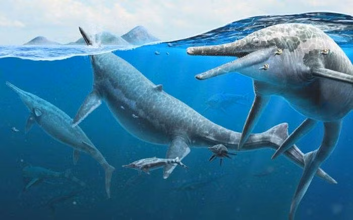 Khu vực này ngày xưa từng là một vùng biển nhiệt đới và các bộ xương nhỏ của cá thể non, và cả những hóa thạch được xác định là phôi thai, cho thấy đây rất có thể là một nhà bảo sanh cổ đại. Những con ngư long mang thai đã tìm đến vùng biển - có thể là bình yên và ấp áp vào kỷ Jura, kỷ Phấn Trắng - để sinh con.