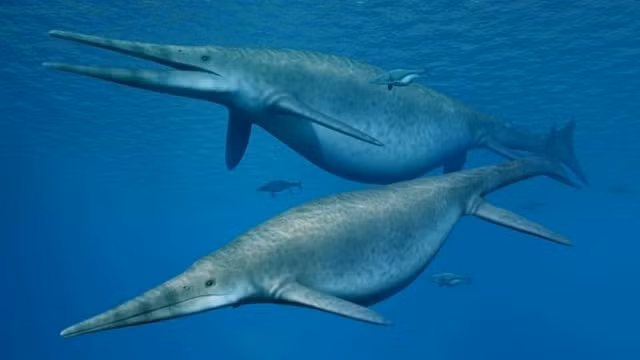 Vượt cạn luôn là một quá trình đầy trắc trở đối với tất cả động vật. Với những con ngư long cổ đại, không ít con đã bỏ mạng trong quá trình sinh nở. Tuy nhiên, xương con non và phôi thai là những dạng hóa thạch dễ hư hại, nên chủ yếu những thứ được tìm thấy này nay vẫn là xương của các con mẹ xấu số.