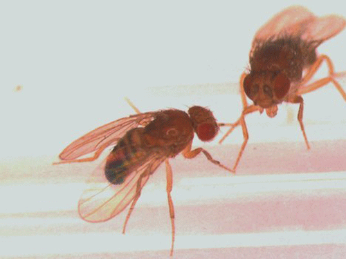  3. Ruồi giấm: Chỉ vì thiếu một gene quan trọng mà ruồi giấm đực không thể nhận ra những con cái, vì thế mà chúng ve vãn và giao phối với cả hai giới.