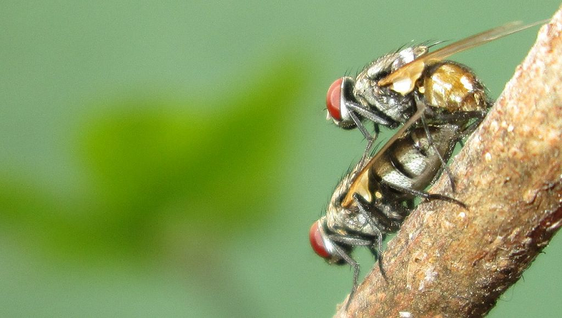 Sau đó những con đực chiếm thế thượng phong sẽ tranh thủ cơ hội để tiếp cận với các "nàng" trước tiên.