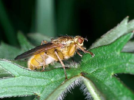  6. Ruồi nhặng: Vào mùa sinh sản, ruồi nhặng cái bay tán loạn để tìm bạn tình. Một số ruồi nhặng đực tìm cách đè lên những con cùng giới để chúng không thể giao phối với những con cái.