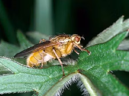  6. Ruồi nhặng: Vào mùa sinh sản, ruồi nhặng cái bay tán loạn để tìm bạn tình. Một số ruồi nhặng đực tìm cách đè lên những con cùng giới để chúng không thể giao phối với những con cái.