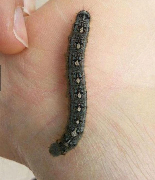 Đây là một con sâu bướm rất thông thường. Tuy nhiên bạn có chú ý rằng những hoa văn trên thân của nó giống như chim cánh cụt không?