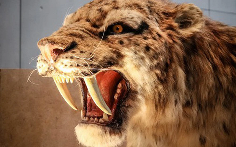 Dựa trên các hóa thạch được khai quật ở Brazil, các nhà khoa học đã phân loại hổ răng kiếm (smilodon) thuộc họ Felidae, nghĩa là nó hoàn toàn không liên quan chặt chẽ đến các loài hổ hay mèo hiện đại. Điều kỳ lạ là người ta vẫn gọi chúng là hổ răng kiếm, hay cọp răng kiếm.