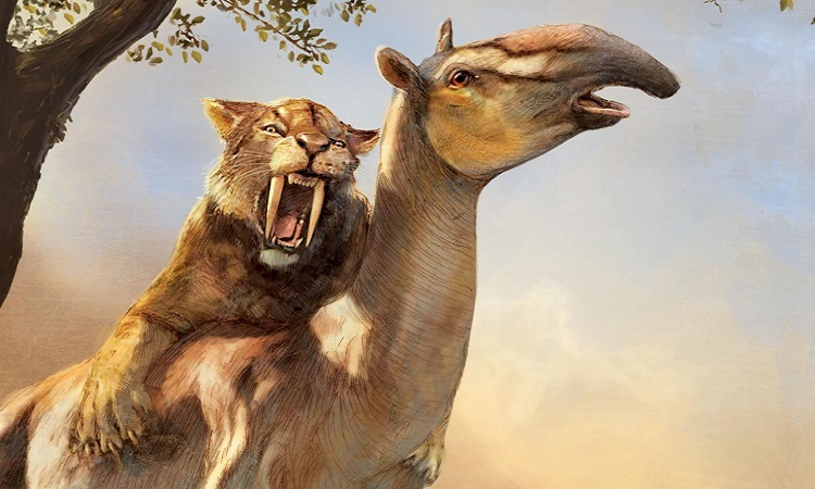 Mặc dù được chứng minh là không cùng giống loài, nhưng hổ răng kiếm và mèo có cùng cơ chế hoạt động não bộ. Điều này cho thấy sự phức tạp ngày càng tăng của các giác quan như thị giác, thính giác và sự phối hợp cơ bắp. Tuy nhiên, smilodon từng có đôi mắt nhỏ vừa phải và không hướng về phía trước như mèo.