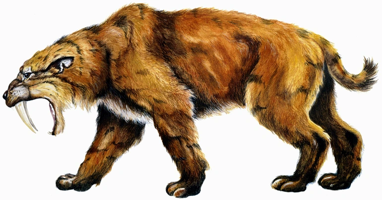 Smilodon có cơ thể mạnh mẽ hơn bất kỳ loài săn mồi họ mèo nào khác, với các chân trước đặc biệt phát triển tốt và răng nanh trên dài đặc biệt. Trong đó, loài S. populator sống ở khu vực Nam Mỹ là loài lớn nhất, có cân nặng đến 400 kg và chiều cao 120 cm.