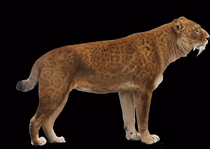 Tuy nhiên có một giả thuyết có thể xảy ra: Các quần thể nhỏ của loài này có thể phát triển thịnh vượng ở những nơi như Công viên Quốc gia Yellowstone ở Wyoming, nơi số lượng những đàn bò rừng đã phục hồi. Vì những lý do này, nếu hổ răng kiếm còn sống sót, rất có thể số lượng của chúng cũng không nhiều, môi trường sống cũng chỉ thu hẹp ở một số khu vực nhất định, rất có thể chúng cũng sẽ tránh xa khu vực sinh sống của loài người.