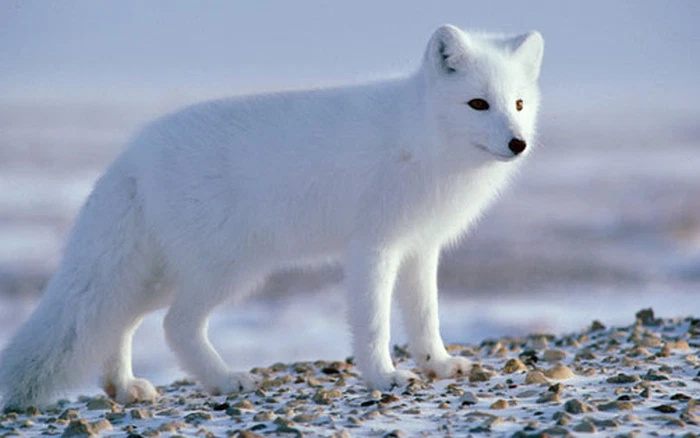 Chúng có chân và mõm tương đối ngắn cùng bộ lông dày để giữ ấm trong cái lạnh đến -70 độ C. Bên cạnh đó, loài cáo này còn sở hữu hệ thống trao đổi nhiệt đặc biệt, giúp nó không hề cảm thấy run rẩy vì lạnh.