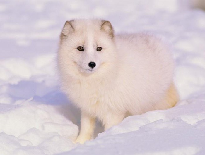 Cáo Bắc cực là loài ăn tạp, ăn hầu như bất cứ thứ gì chúng có thể tìm thấy – từ động vật gặm nhấm, chim hoặc cá, rong biển và xác bỏ thừa của những kẻ săn mồi lớn hơn.