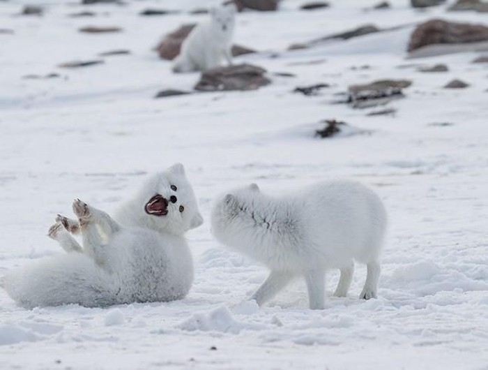 Nhiều người thường nghĩ rằng cáo Bắc cực chỉ có lông màu trắng, nhưng thực tế, vào mùa hè, khi tuyết tan, lông của chúng có thể đổi sang màu tối để hòa nhập với môi trường.