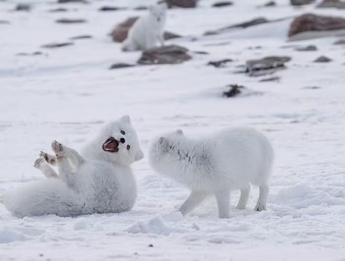 Nhiều người thường nghĩ rằng cáo Bắc cực chỉ có lông màu trắng, nhưng thực tế, vào mùa hè, khi tuyết tan, lông của chúng có thể đổi sang màu tối để hòa nhập với môi trường.