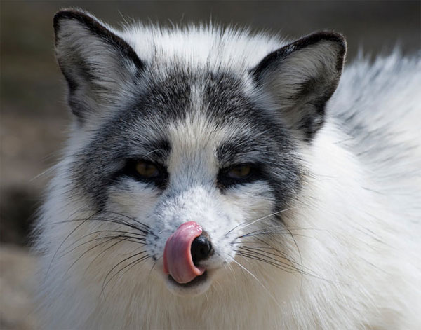  3. Cáo lông cẩm thạch Bắc Cực là một thành viên của nhánh cáo đỏ. Loài cáo này sở hữu bộ lông màu trắng pha đen rất đẹp mắt.