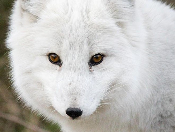  1. Cáo Bắc cực hay còn gọi với cái tên như cáo trắng, cáo tuyết, gây ấn tượng bởi vẻ ngoài vô cùng độc đáo khí nó trở thành một trong những loài cáo sở hữu ngoại hình xinh đẹp nhất thế giới.