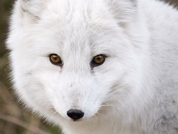  1. Cáo Bắc cực hay còn gọi với cái tên như cáo trắng, cáo tuyết, gây ấn tượng bởi vẻ ngoài vô cùng độc đáo khí nó trở thành một trong những loài cáo sở hữu ngoại hình xinh đẹp nhất thế giới.