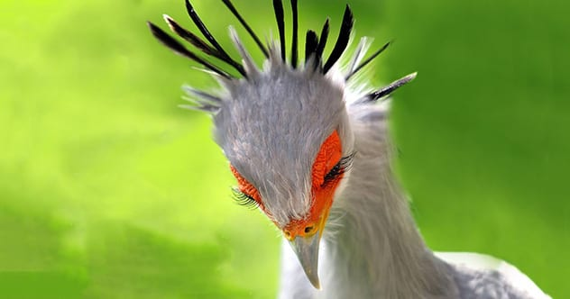  5. Chim thư ký: Bạn đừng để dáng vẻ mỹ miều cùng cái tên này đánh lừa, đây là một loài chim vô cùng mạnh mẽ và tàn bạo. Chúng còn được biết đến với cái tên diều ăn rắn vì sở thích ăn thịt loài bò sát đáng sợ này.