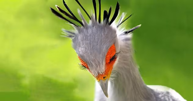  5. Chim thư ký: Bạn đừng để dáng vẻ mỹ miều cùng cái tên này đánh lừa, đây là một loài chim vô cùng mạnh mẽ và tàn bạo. Chúng còn được biết đến với cái tên diều ăn rắn vì sở thích ăn thịt loài bò sát đáng sợ này.