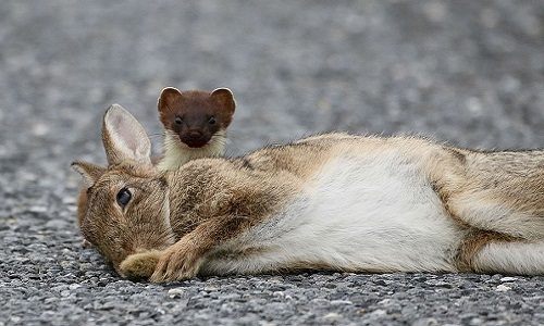 Chồn ecmin không phải kẻ săn mồi lớn nhất hay lợi hại nhất nên nó phải sử dụng những kỹ năng khác. Khi phát hiện ra một đàn thỏ, nó sẽ bắt đầu trình diễn một điệu nhảy trước chúng, xoay tròn và nhảy lên với tốc độ chóng mặt.