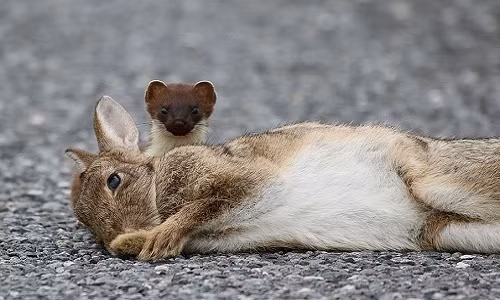 Chồn ecmin không phải kẻ săn mồi lớn nhất hay lợi hại nhất nên nó phải sử dụng những kỹ năng khác. Khi phát hiện ra một đàn thỏ, nó sẽ bắt đầu trình diễn một điệu nhảy trước chúng, xoay tròn và nhảy lên với tốc độ chóng mặt.