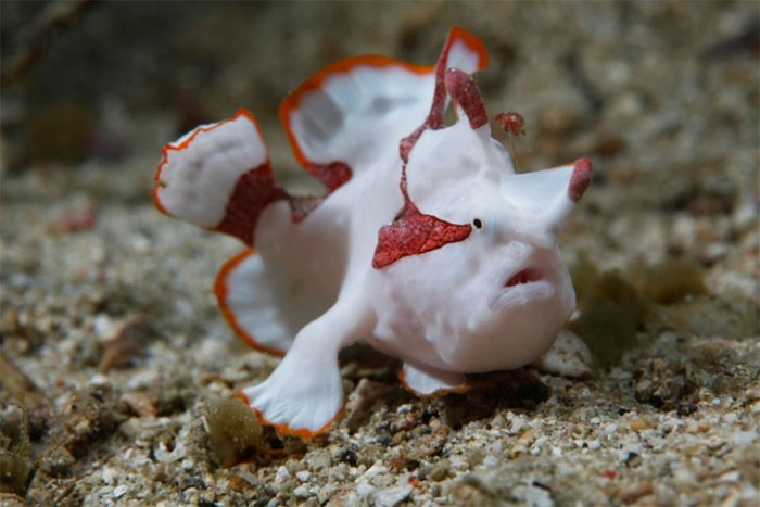  4. Cá ếch không bơi giỏi và thường sống ở gần đáy đại dương nhưng chúng là những thợ săn rất chuyên nghiệp. Chúng sử dụng một bộ phận trên cơ thể để giả vờ làm mồi nhử, rồi khi con mồi tiến gần, nó sẽ xông lên và nuốt con mồi bằng chiếc miệng lớn.