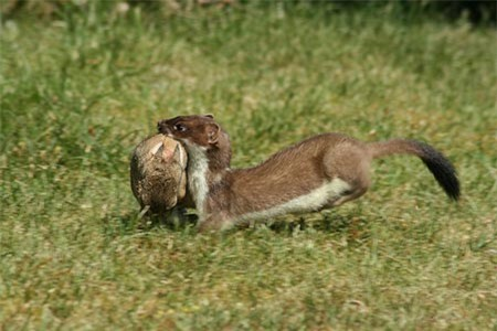 Khả năng này giúp nó thôi miên đối phương và tiến gần mục tiêu. Khi đến đúng thời điểm, nó sẽ tấn công và túm con thỏ gần nhất cho bữa tối của mình.