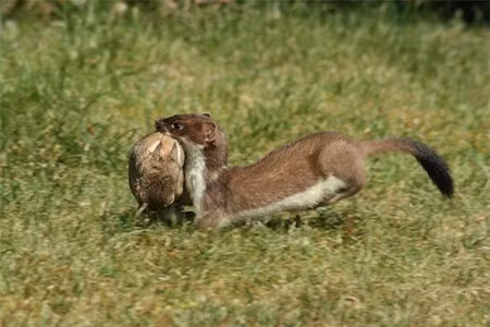 Khả năng này giúp nó thôi miên đối phương và tiến gần mục tiêu. Khi đến đúng thời điểm, nó sẽ tấn công và túm con thỏ gần nhất cho bữa tối của mình.