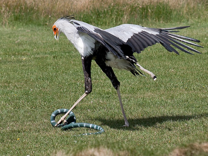 Khác với những loài chim săn mồi bay lượn trên không trung, chim thư ký chủ yếu sống trên mặt đất. Một trong những vũ khí khét tiếng của loài chim săn mồi to lớn này chính là đôi chân chắc khoẻ. Chúng sở hữu cú đá mạnh nhất thế giới động vật, khiến ngay cả những loài rắn độc cũng phải dè chừng.
