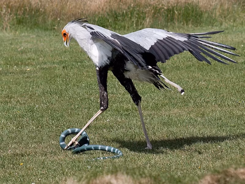 Khác với những loài chim săn mồi bay lượn trên không trung, chim thư ký chủ yếu sống trên mặt đất. Một trong những vũ khí khét tiếng của loài chim săn mồi to lớn này chính là đôi chân chắc khoẻ. Chúng sở hữu cú đá mạnh nhất thế giới động vật, khiến ngay cả những loài rắn độc cũng phải dè chừng.