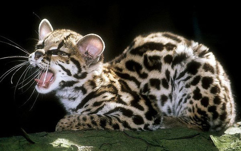 Mèo đốm Margay có thể bắt chước tiếng khóc của khỉ con. Âm thanh này sẽ khiến các con khỉ khác tiến lại gần chỗ mai phục sẵn của mèo ta. Cách săn mồi độc đáo giúp chúng săn bắt hiệu quả hơn mà không tiêu tốn nhiều năng lượng.