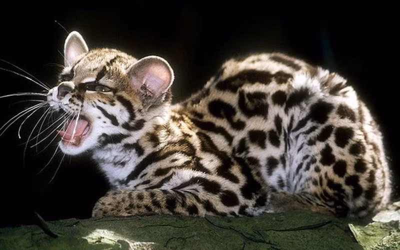 Mèo đốm Margay có thể bắt chước tiếng khóc của khỉ con. Âm thanh này sẽ khiến các con khỉ khác tiến lại gần chỗ mai phục sẵn của mèo ta. Cách săn mồi độc đáo giúp chúng săn bắt hiệu quả hơn mà không tiêu tốn nhiều năng lượng.