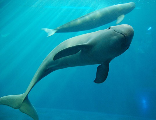 Cá heo sông Dương Tử, họ hàng với chúng, được tuyên bố đã tuyệt chủng về chức năng, nghĩa là chỉ còn một số cá thể nhưng không sinh sản được.