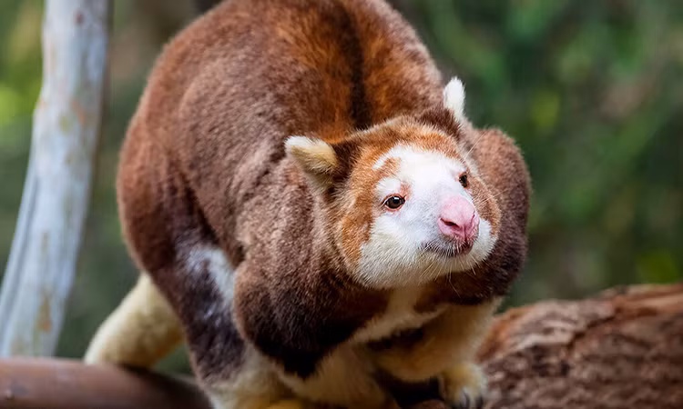 Tình trạng phá rừng và săn bắt hàng loạt đang làm cho số lượng cá thể của loài động vật này giảm dần theo thời gian.