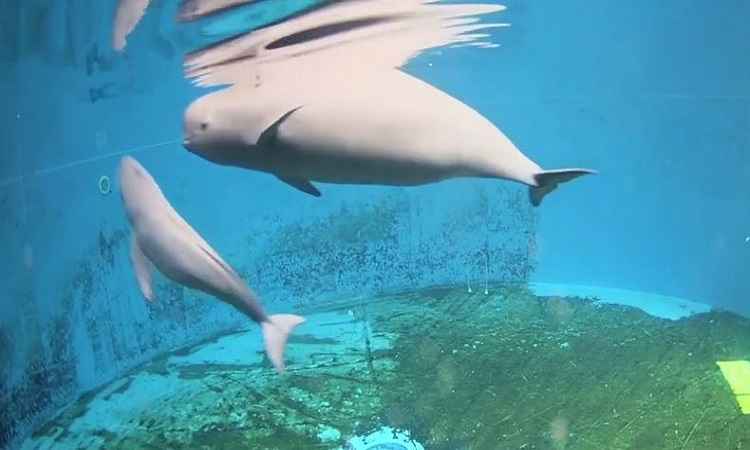 Việc đánh bắt quá mức, suy giảm nguồn thức ăn, ô nhiễm nước là các yếu tố khiến số lượng loài hiện chỉ còn 1.000-1.800.