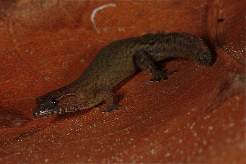 Nó được tìm thấy trên ba hòn đảo trong quần đảo Virgin thuộc Anh: Virgin Gorda, Tortola, và đảo Moskito. S. parthenopion được phát hiện vào năm 1964 và được cho rằng là họ hàng gần của loài tắc kè lùn Sphaerodactylus nicholsi sống ở Puerto Rico gần đó.