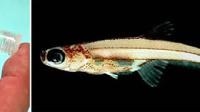 Các nhà khoa học khẳng định khi trưởng thành hoàn toàn, cá Paedocypris có thể đạt đến 10,3 mm đối với cá cái và 11,4 mm với cá đực.